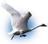swan image